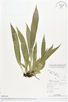 登錄號:BP00168藏品圖，第1張