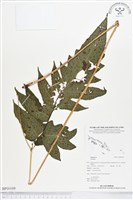 登錄號:BP00169藏品圖，第1張