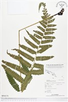 登錄號:BP00170藏品圖，第1張