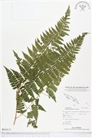 熱帶鱗蓋蕨藏品圖，第1張