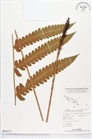 登錄號:BP00172藏品圖，第1張