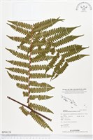 登錄號:BP00174藏品圖，第1張