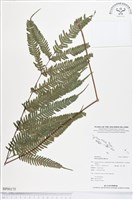 登錄號:BP00175藏品圖，第1張