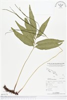 登錄號:BP00176藏品圖，第1張