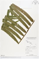 登錄號:BP00177藏品圖，第1張