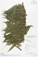 登錄號:BP00178藏品圖，第1張