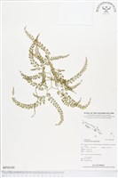 登錄號:BP00180藏品圖，第1張