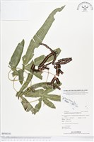 登錄號:BP00181藏品圖，第1張