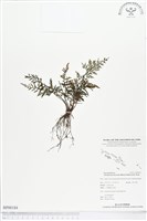 登錄號:BP00184藏品圖，第1張