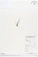 連孢一條線蕨藏品圖，第1張