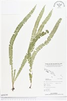 方柄鱗始蕨藏品圖，第1張