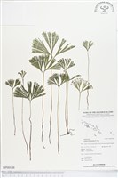 分枝莎草蕨藏品圖，第1張