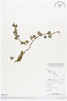 登錄號:BP00191藏品圖，第1張