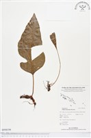 登錄號:BP00194藏品圖，第1張