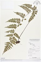 大羽鐵角蕨藏品圖，第1張