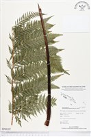 登錄號:BP00197藏品圖，第1張