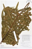 登錄號:BP00198藏品圖，第1張