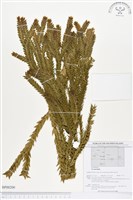 登錄號:BP00200藏品圖，第1張