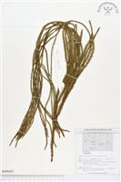 登錄號:BP00201藏品圖，第1張