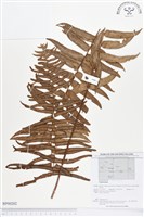 登錄號:BP00202藏品圖，第1張