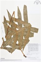 登錄號:BP00203藏品圖，第1張