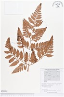 登錄號:BP00204藏品圖，第1張