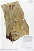 登錄號:BP00209藏品圖，第1張