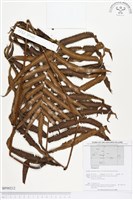 登錄號:BP00212藏品圖，第1張