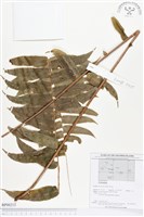 登錄號:BP00213藏品圖，第1張