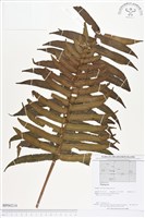 登錄號:BP00214藏品圖，第1張