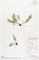 登錄號:BP00215藏品圖，第1張