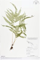 登錄號:BP00216藏品圖，第1張