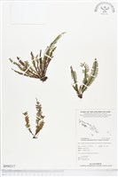 登錄號:BP00217藏品圖，第1張