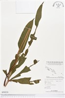 登錄號:BP00218藏品圖，第1張