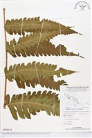 登錄號:BP00219藏品圖，第1張