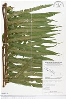 登錄號:BP00220藏品圖，第1張