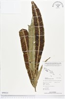 登錄號:BP00221藏品圖，第1張