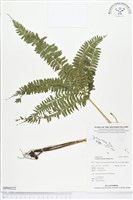 網脈鱗始蕨藏品圖，第1張