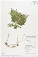 登錄號:BP00224藏品圖，第1張