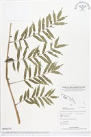 登錄號:BP00225藏品圖，第1張