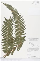 登錄號:BP00226藏品圖，第1張