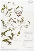 南洋厚壁蕨藏品圖，第1張