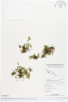 指裂細口團扇蕨藏品圖，第1張