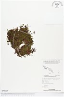 團扇蕨藏品圖，第1張