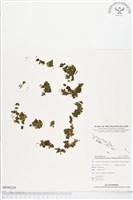 登錄號:BP00230藏品圖，第1張