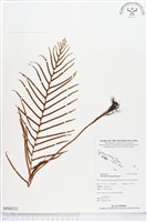 登錄號:BP00232藏品圖，第1張