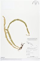 登錄號:BP00233藏品圖，第1張