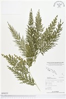 登錄號:BP00235藏品圖，第1張