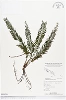 登錄號:BP00236藏品圖，第1張