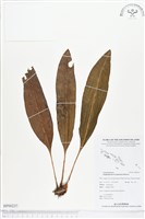 登錄號:BP00237藏品圖，第1張